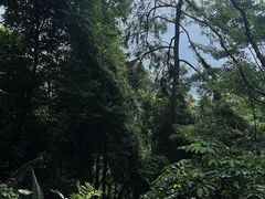 -火炉山森林公园