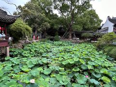 -上海醉白池公园
