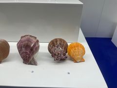 -贝壳王国博物馆