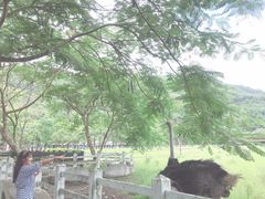 -瑞穗牧场