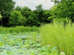 -翠湖国家城市湿地公园