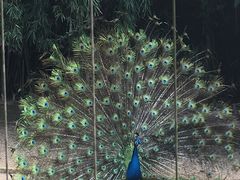 -深圳野生动物园