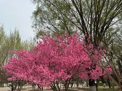 -石家庄市植物园