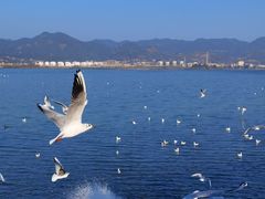 -海埂大坝
