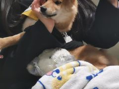 -逗柴咖啡屋·狗咖猫咖宠物桌游