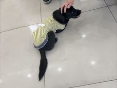 -艾贝尔宠物医院 ·中兽医·宠保定点(北门桥店)
