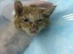 -纳吉亚猫专科动物医院博雅分院
