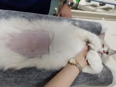 -奈斯宠物医院·核磁CT·异宠专科·内镜(中南店)