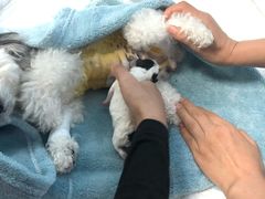 -北京博爱动物医院有限公司