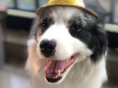 -汪说喵讲宠物乐园宠物酒店(红星美凯龙店)