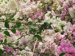 -深圳国际园林花卉博览园