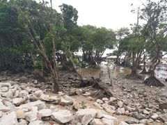 -宝安西湾红树林湿地公园