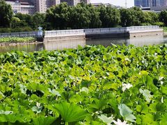 -莲花池公园