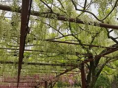 -嘉定紫藤园