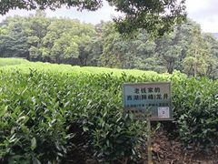 -西湖风景区十里琅珰-五云山