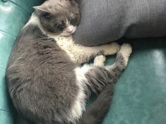 -共舞时光猫咖·狗咖(新街口店)