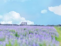 -北京东方普罗旺斯薰衣草庄园