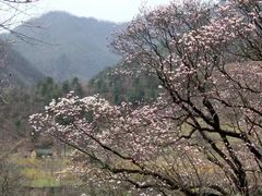 -黑河国家森林公园