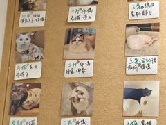 -楼上猫咖(罗湖店)