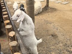 -荷兰花海