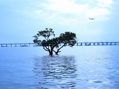 -宝安西湾红树林湿地公园