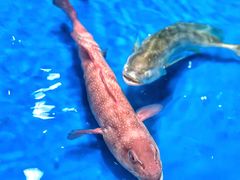 -盒马鲜生(杭州运河上街店)