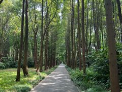 -上海滨江森林公园