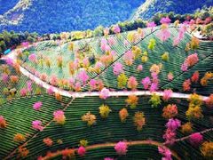 -无量山自然风景保护区