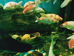 -锦艺城海洋馆