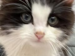 -楼上猫咖(罗湖店)