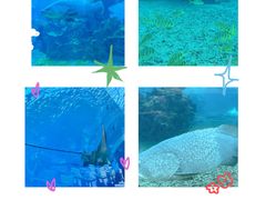 -涛·海底餐厅·美人鱼·自助餐·海底隧道(三亚海棠湾洲际度假酒店)