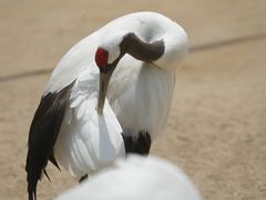 -盐城丹顶鹤湿地生态旅游区