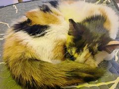 -平行世界·猫咖(首经贸店)