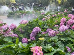 -上海共青森林公园