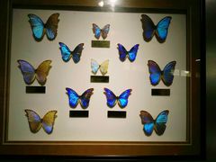 -上海昆虫博物馆