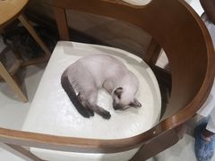 -藏猫猫咖啡主题馆(中央大道店)