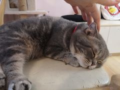 -猫咪派对(江南西店)