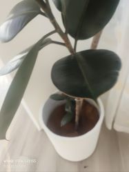 -HEYAN荷妍专业脱毛连锁机构