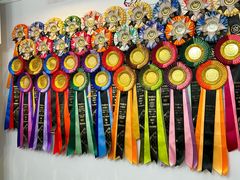 -青奢宠物·青奢猫舍