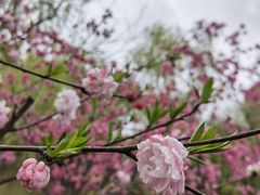 -南汇桃花村