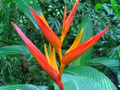 -西双版纳原始森林公园