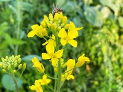 -光明小镇欢乐田园