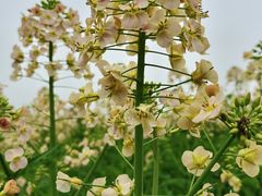 -中国天府农业博览园