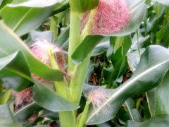 -金明姬铁锅炖(东坝店)