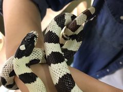 -藦茜花园宠物主题亲子互动体验馆(国顺东路店)