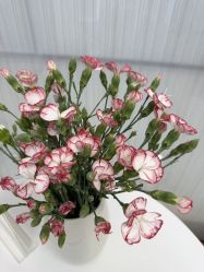 -小珂丽格医疗美容