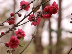 -桃花涧