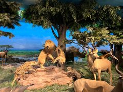 -国家自然博物馆