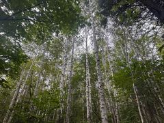 -汤旺河林海奇石景区