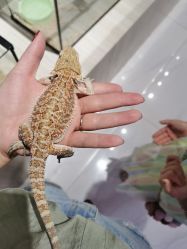 -Moni星球萌宠·小马宝莉·灵蛇·高端高阶全萌宠互动体验俱乐部(红豆国际广场店)